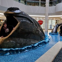 Whale in the mall